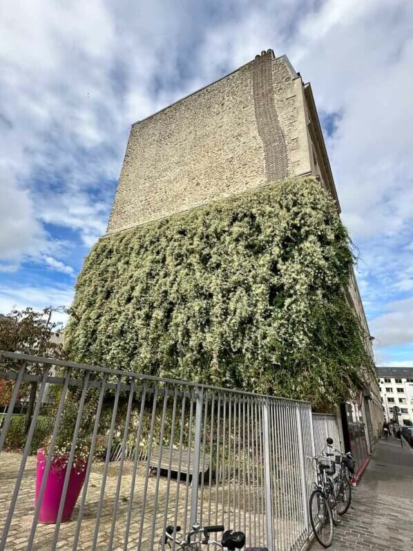 Renouée du Turkestan grimpant sur le mur d'un immeuble, Paris 11e (75)
