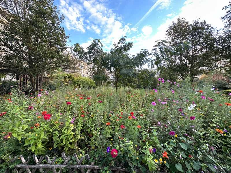 Prairie fleurie avec des zinnias et cosmos en automne dans le parc de Passy, Paris 16e (75)