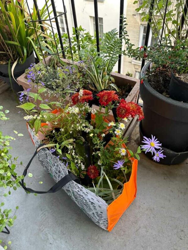 Achats, sac de plantes vivaces, en début d'automne sur mon balcon parisien, Paris 19e (75)