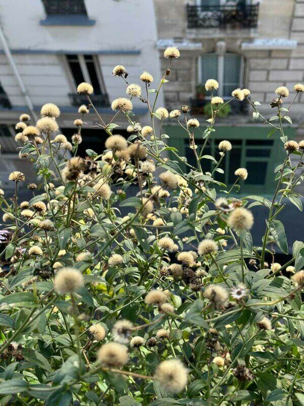 Graines d'aster, plante vivace, en automne sur mon balcon parisien, Paris 19e (75)