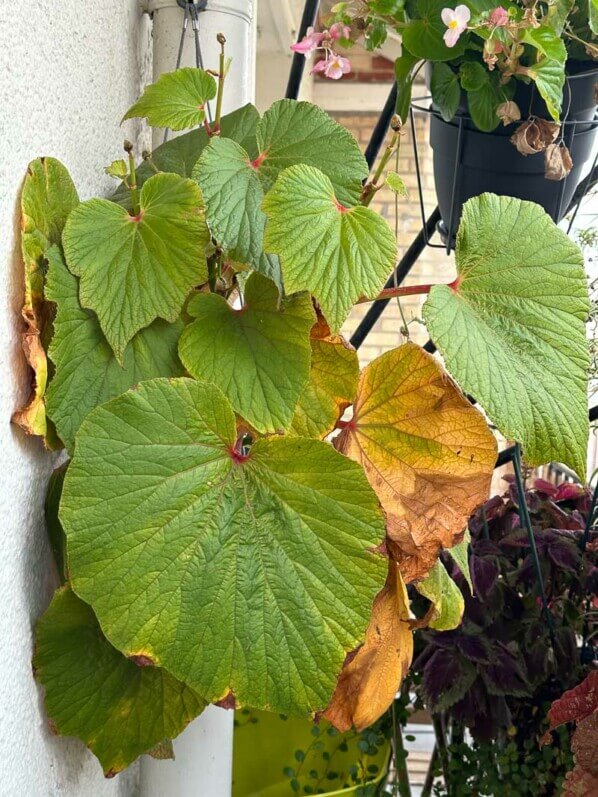 Potée de Begonia 'Torsa' en automne sur mon balcon parisien, Paris 19e (75)