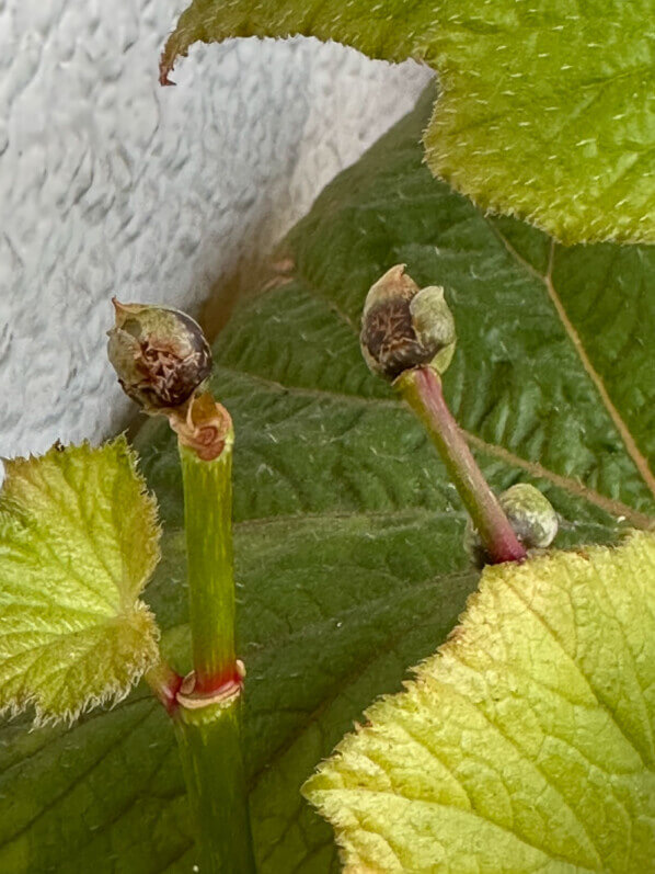 Bulbilles de Begonia 'Torsa' en automne sur mon balcon parisien, Paris 19e (75)