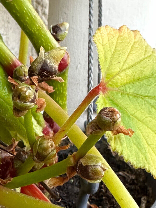 Bulbilles de Begonia 'Torsa' en automne sur mon balcon parisien, Paris 19e (75)