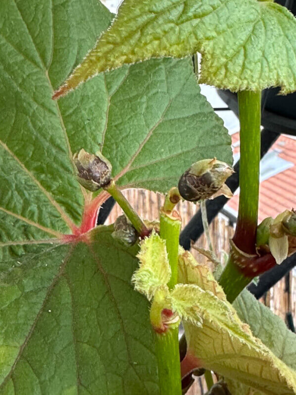 Bulbilles de Begonia 'Torsa' en automne sur mon balcon parisien, Paris 19e (75)