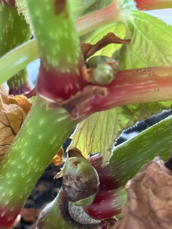 Bulbilles de Begonia 'Torsa' en automne sur mon balcon parisien, Paris 19e (75)