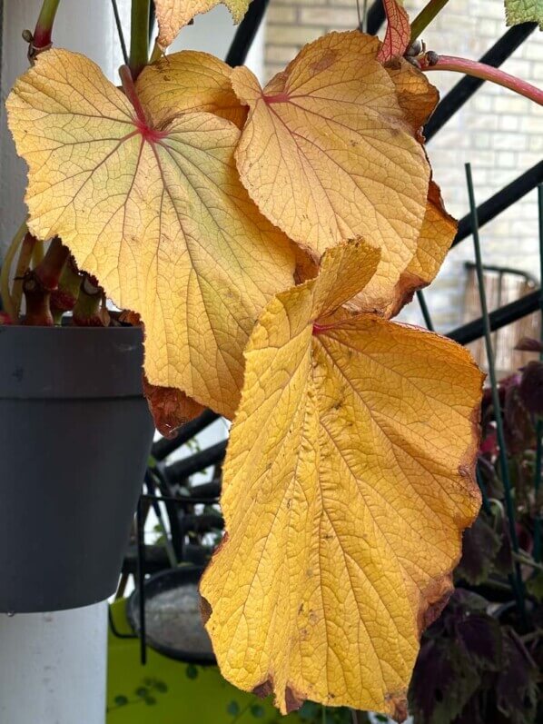 Begonia 'Torsa' en automne sur mon balcon parisien, Paris 19e (75)