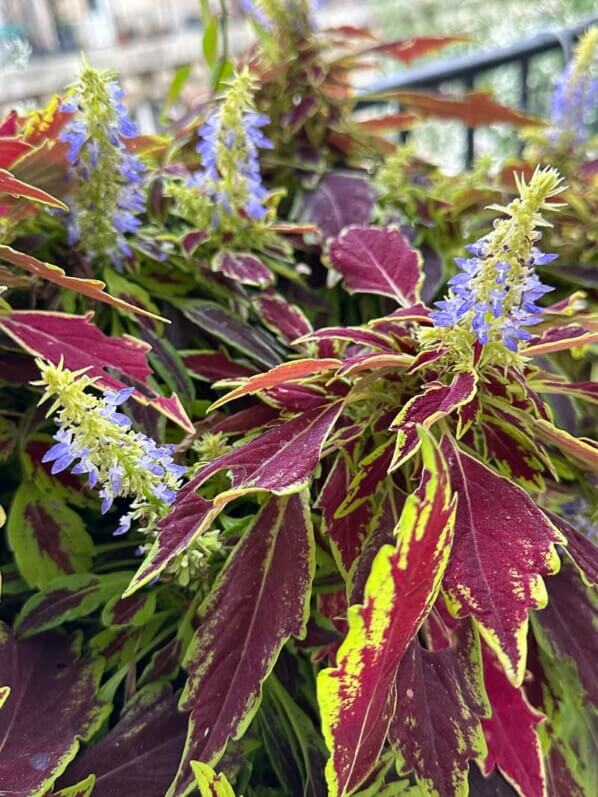 Coléus fleuri en automne sur mon balcon parisien, Paris 19e (75)