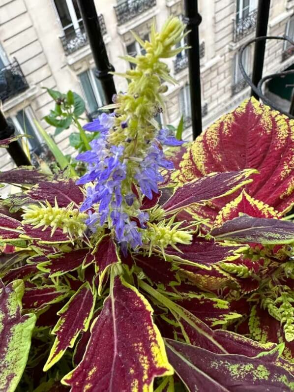 Coléus fleuri en automne sur mon balcon parisien, Paris 19e (75)