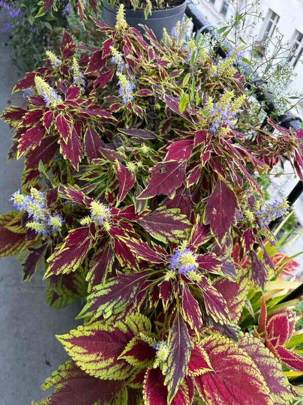 Coléus fleuri en automne sur mon balcon parisien, Paris 19e (75)