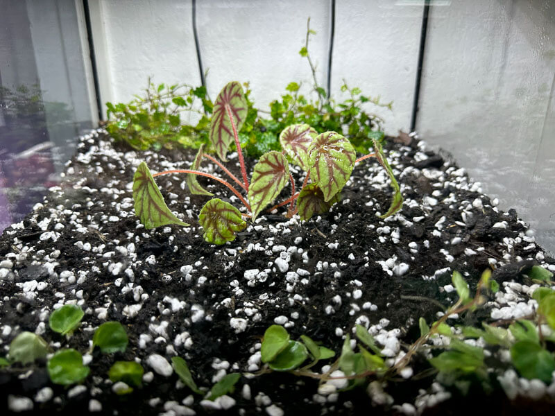 Lire la suite à propos de l’article Terrarium refait avec Ficus et bégonias