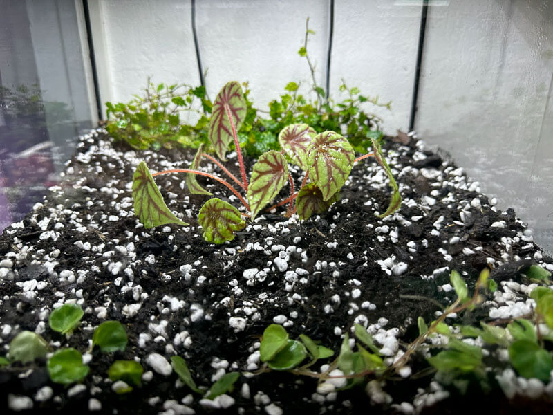 Ficus pumila 'Quercifolia', Begonia lichenora et Begonia quadrialata, plante d'intérieur, terrarium, Paris 19e (75)