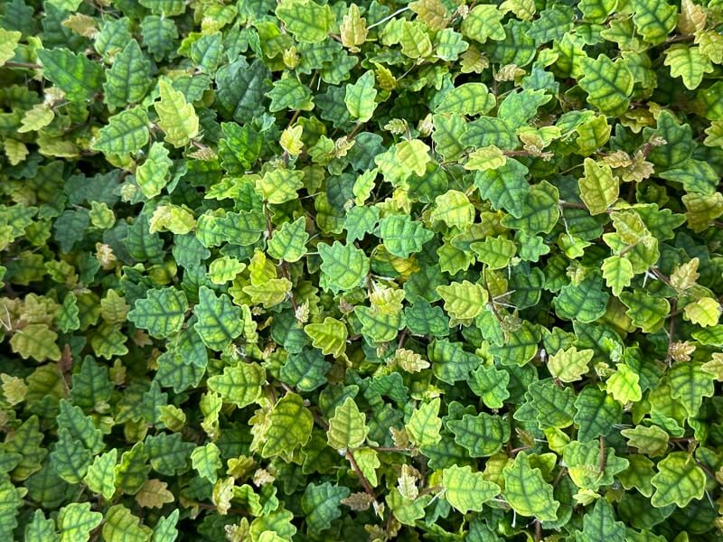 Ficus pumila 'Quercifolia', plante d'intérieur, terrarium, Paris 19e (75)