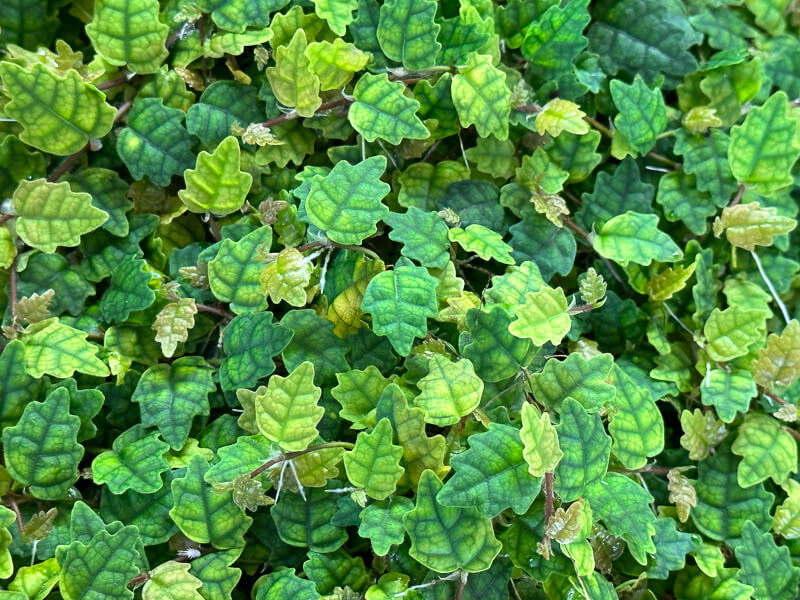 Lire la suite à propos de l’article Croissance vigoureuse du Ficus pumila ‘Quercifolia’ dans son terrarium
