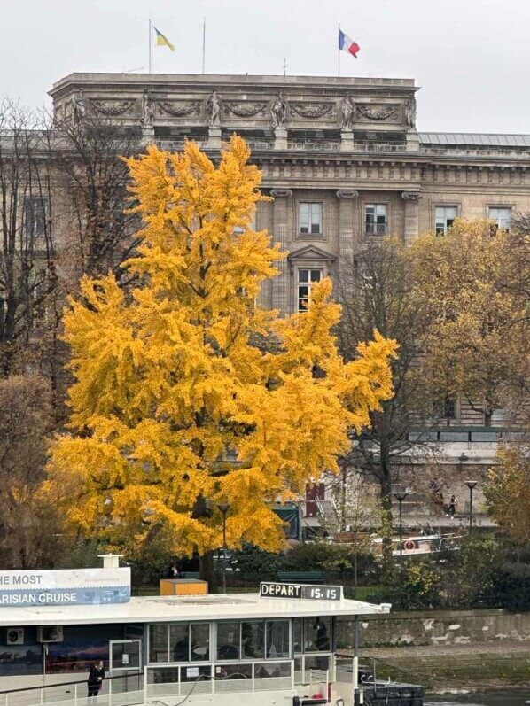 Ginkgo biloba en automne, square du Vert Galant, Paris 1er (75)