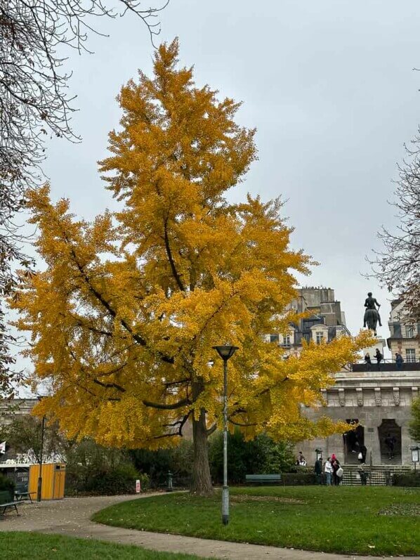 Ginkgo biloba en automne, square du Vert Galant, Paris 1er (75)