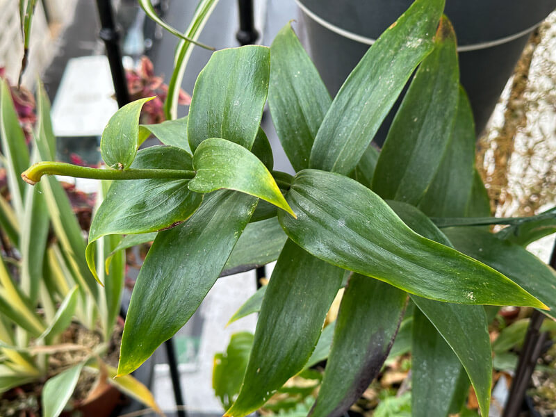 Lis 'Master Cas' en automne sur mon balcon parisien, Paris 19e (75)