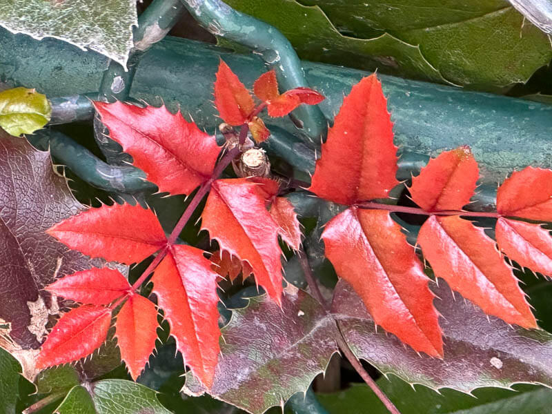 Mahonia aquifolium, arbuste, square du Vert Galant, Paris 1er (75)