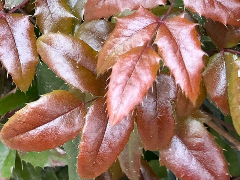 Mahonia aquifolium, arbuste, square du Vert Galant, Paris 1er (75)