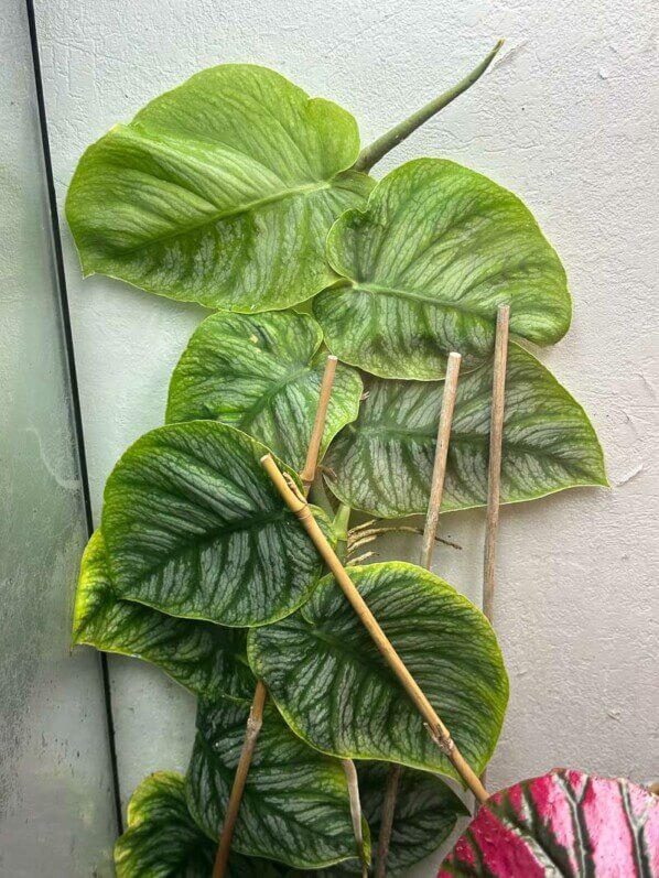 Monstera dubia, Araceae, plante d'intérieur, terrarium, Paris 19e (75)