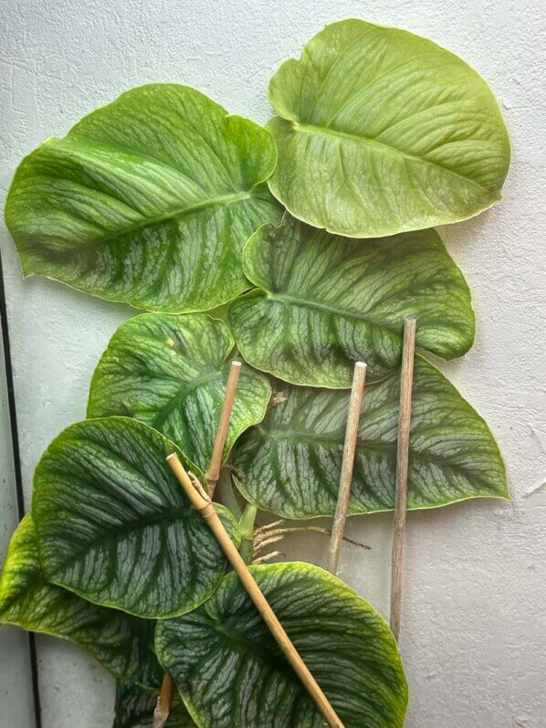 Lire la suite à propos de l’article Croissance rapide du Monstera dubia dans son terrarium