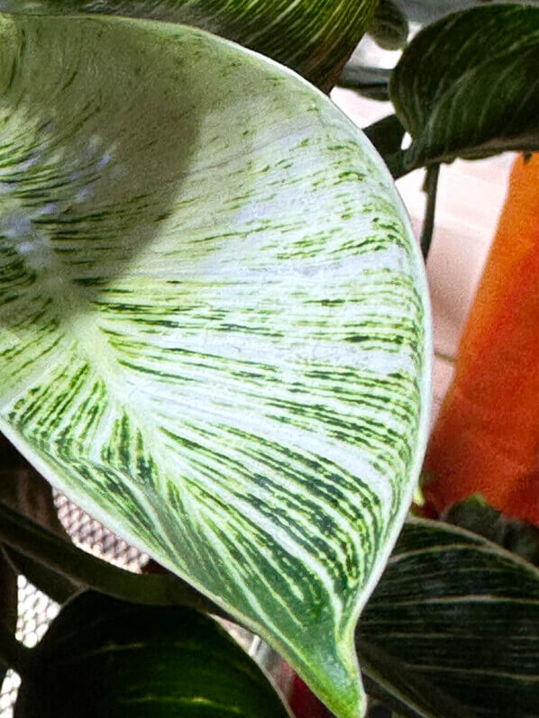 Philodendron 'Birkin', plante d'intérieur, Paris 19e (75)