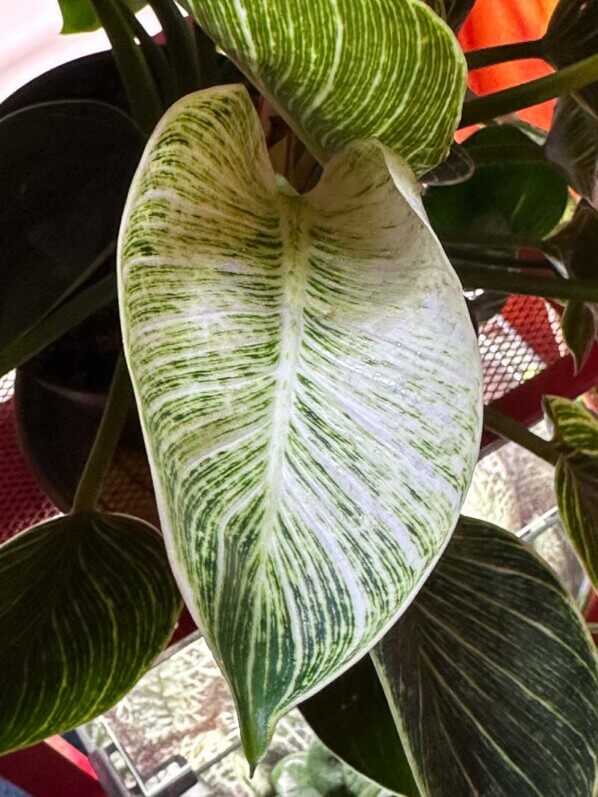 Philodendron 'Birkin', plante d'intérieur, Paris 19e (75)