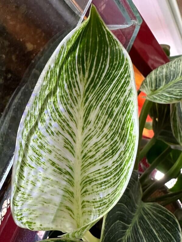 Philodendron 'Birkin', plante d'intérieur, Paris 19e (75)