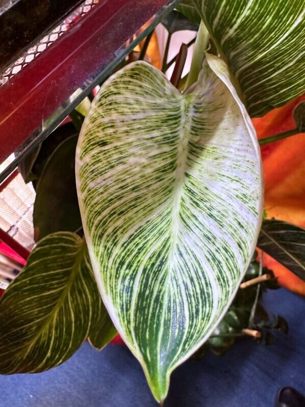 Lire la suite à propos de l’article Les nouvelles feuilles très déco du Philodendron ‘Birkin’
