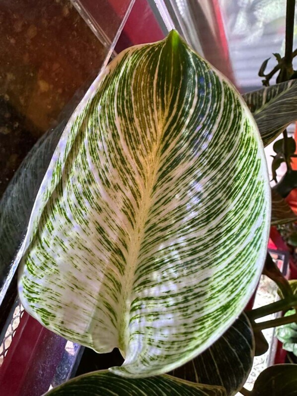 Philodendron 'Birkin', plante d'intérieur, Paris 19e (75)