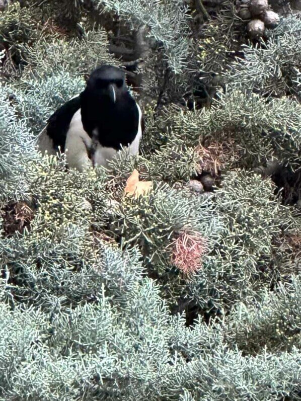 Pie dans un conifère, parc Montsouris, Paris 14e (75)