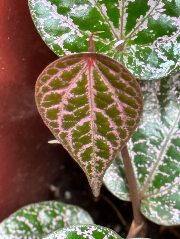 Piper ornatum, Pipéracées, plante d'intérieur, terrarium, Paris 19e (75)