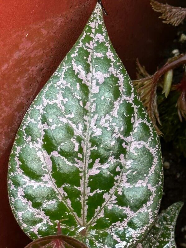 Piper ornatum, Pipéracées, plante d'intérieur, terrarium, Paris 19e (75)