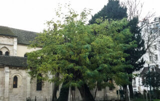 Acacia, Robinia pseudoacacia, square Viviani, Paris 5ème (75)