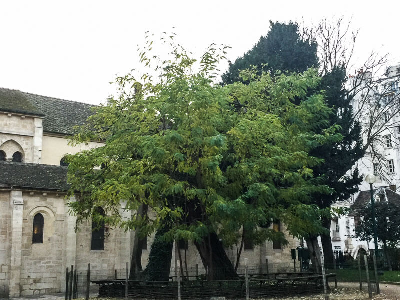 Acacia, Robinia pseudoacacia, square Viviani, Paris 5ème (75)