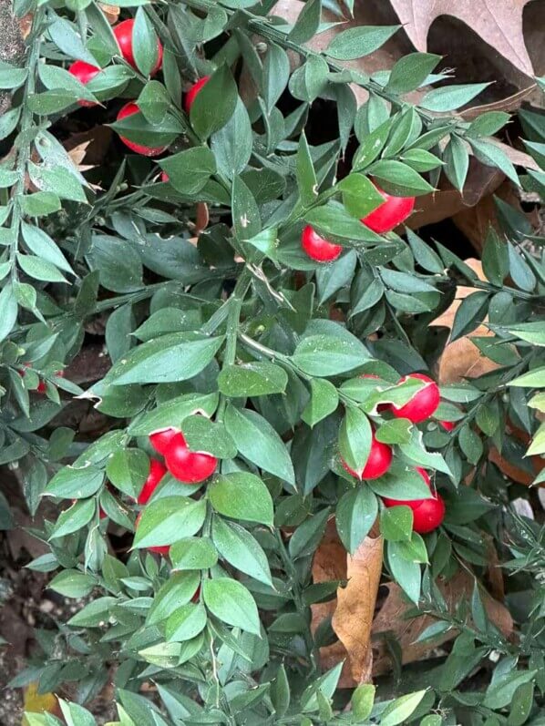 Fragon, petit houx, Ruscus aculeatus, parc Montsouris, Paris 14e (75)