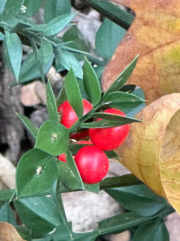 Fragon, petit houx, Ruscus aculeatus, parc Montsouris, Paris 14e (75)