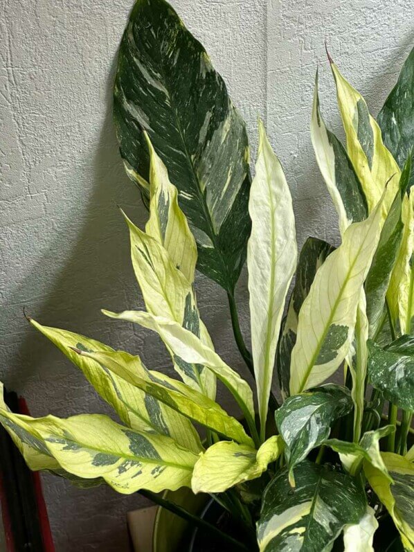 Spathiphyllum à feuillage panaché, Araceae, plante d'intérieur, Paris 19e (75)