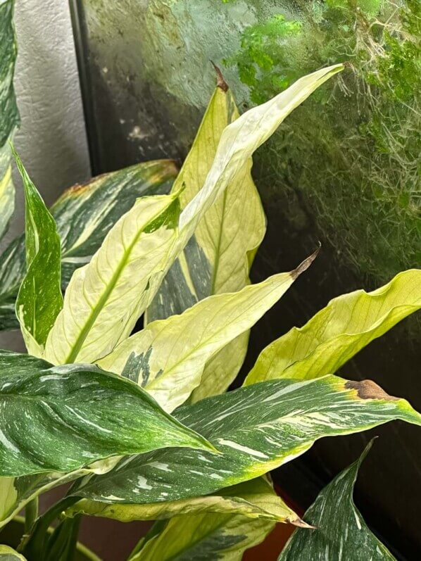 Spathiphyllum à feuillage panaché, Araceae, plante d'intérieur, Paris 19e (75)