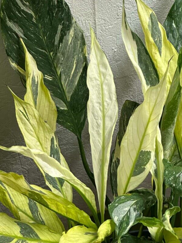 Lire la suite à propos de l’article Spathiphyllum de plus en plus panaché