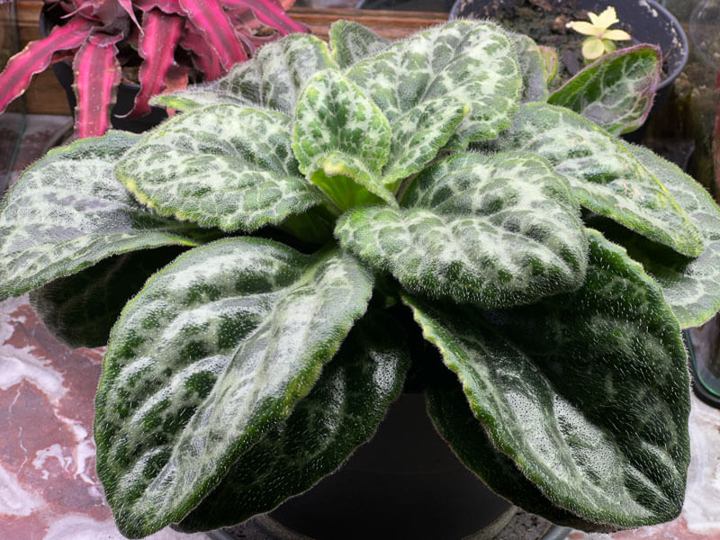 Primulina 'Pretty Turtle' (Streptocarpus), Gesnériacées, plante d'intérieur, Paris 19e (75)