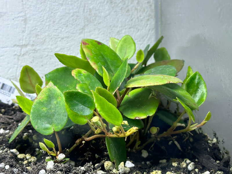 Begonia schulzei, plante d'intérieur, terrarium, Paris 19e (75)