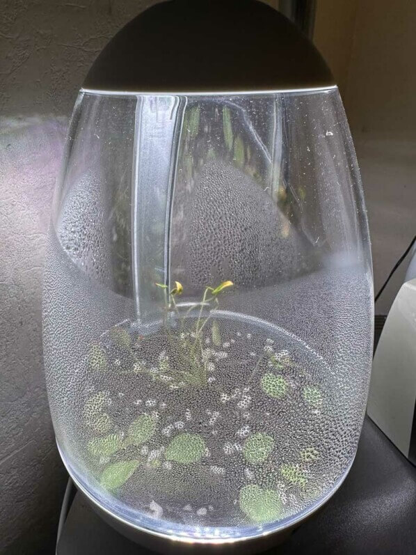 Lire la suite à propos de l’article Terrarium oeuf Chihiros, mon plus petit terrarium planté