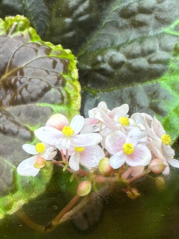 Fleurs du Begonia dongoranensis, plante d'intérieur, terrarium, Paris 19e (75)