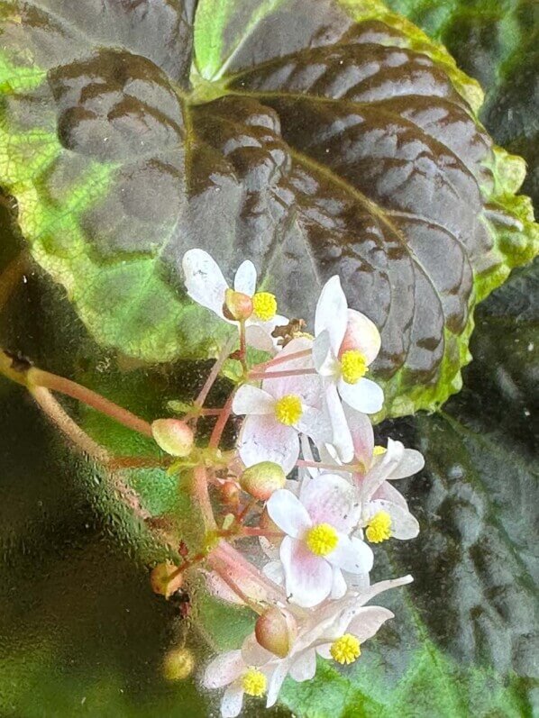 Lire la suite à propos de l’article La floraison du Begonia dongoranensis