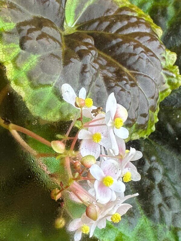 Fleurs du Begonia dongoranensis, plante d'intérieur, terrarium, Paris 19e (75)