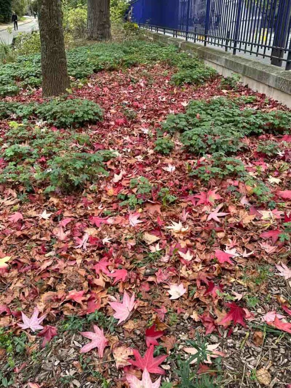 Paillis de feuilles mortes de Liquidambar autour de géraniums vivaces, parc Montsouris, Paris 14e (75)