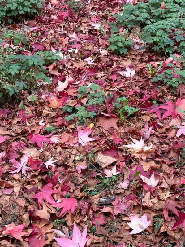Paillis de feuilles mortes de Liquidambar autour de géraniums vivaces, parc Montsouris, Paris 14e (75)