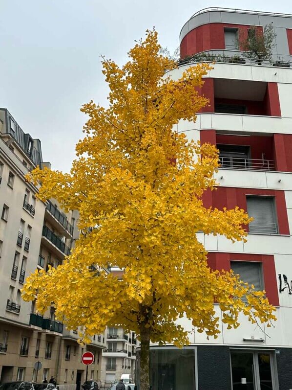 Ginkgo biloba en automne dans Paris, Paris 19e (75)