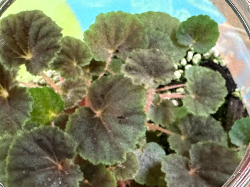 Begonia hoehneana, Bégoniacées, plante d'intérieur, terrarium, Paris 19e (75)