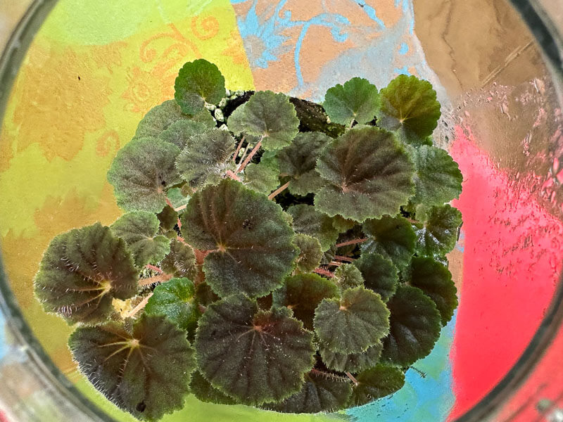 Begonia hoehneana, Bégoniacées, plante d'intérieur, terrarium, Paris 19e (75)